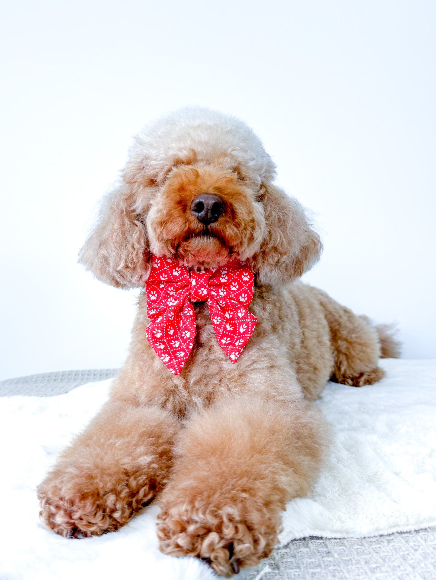 Poppy’s Tapping Paws - Dog Bow