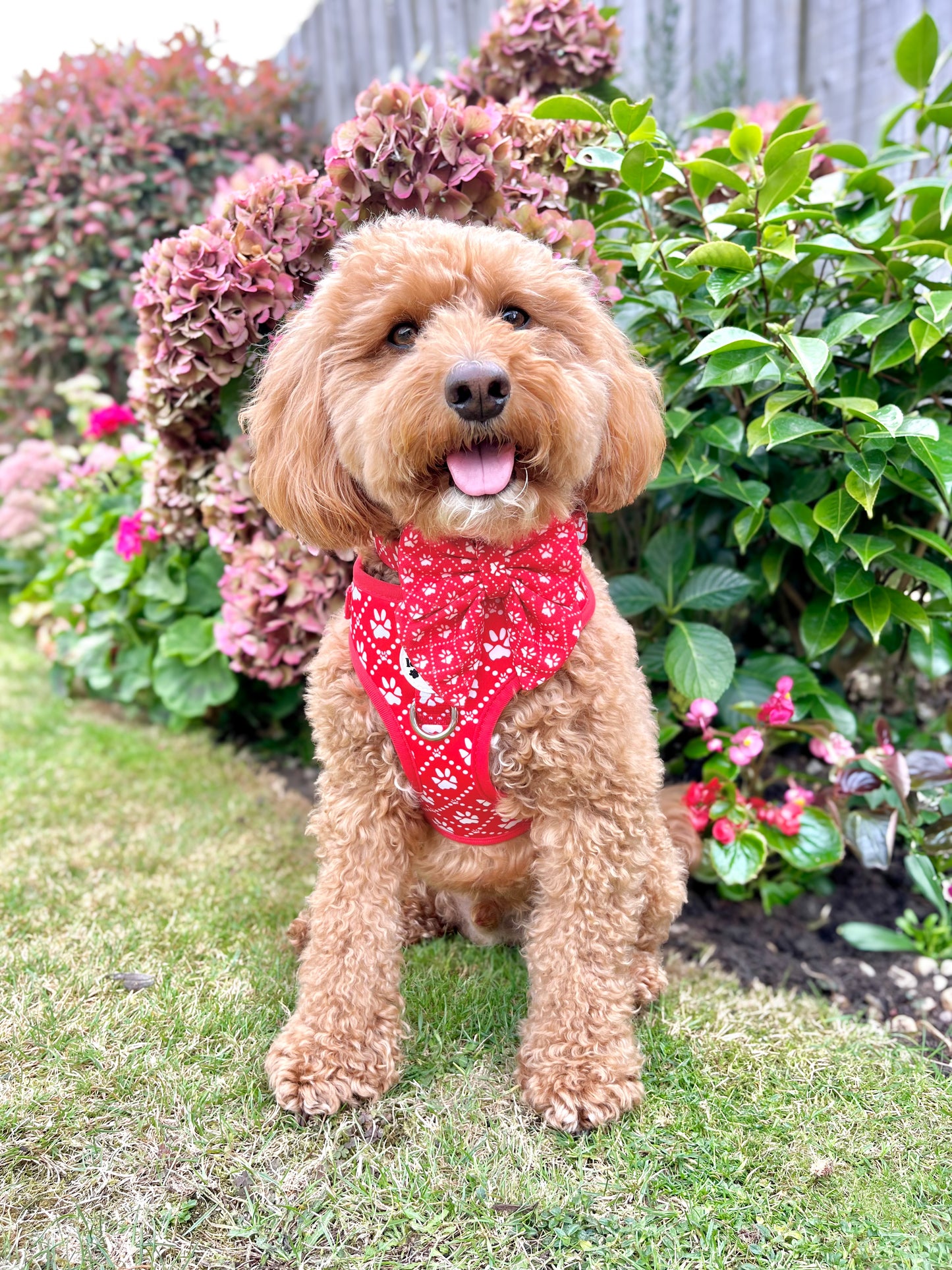 Poppy’s Tapping Paws - Dog Bow