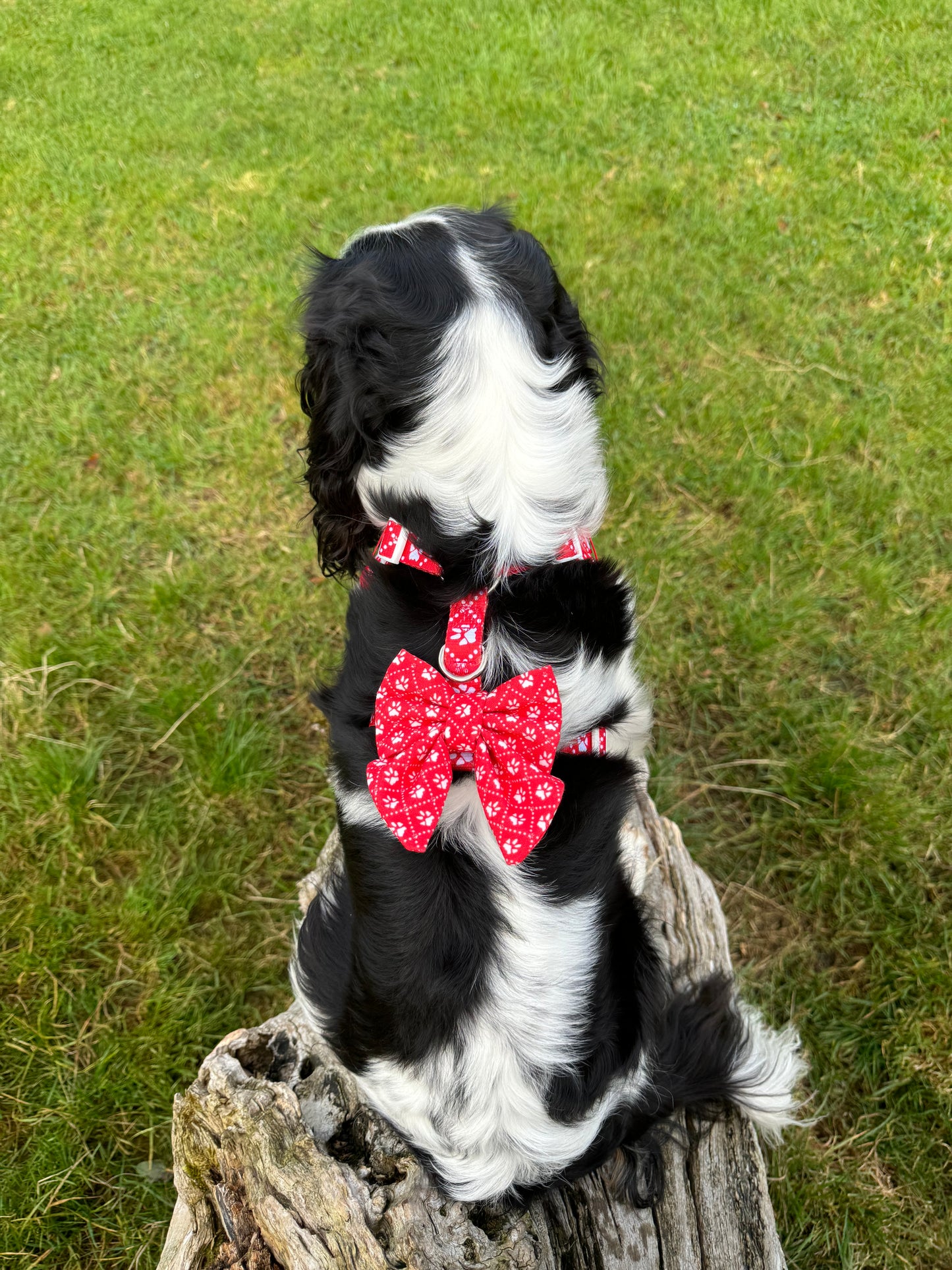 Poppy’s Tapping Paws - Dog Bow