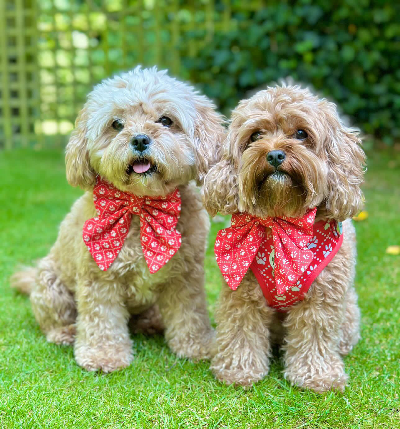 Poppy’s Tapping Paws - Dog Bow