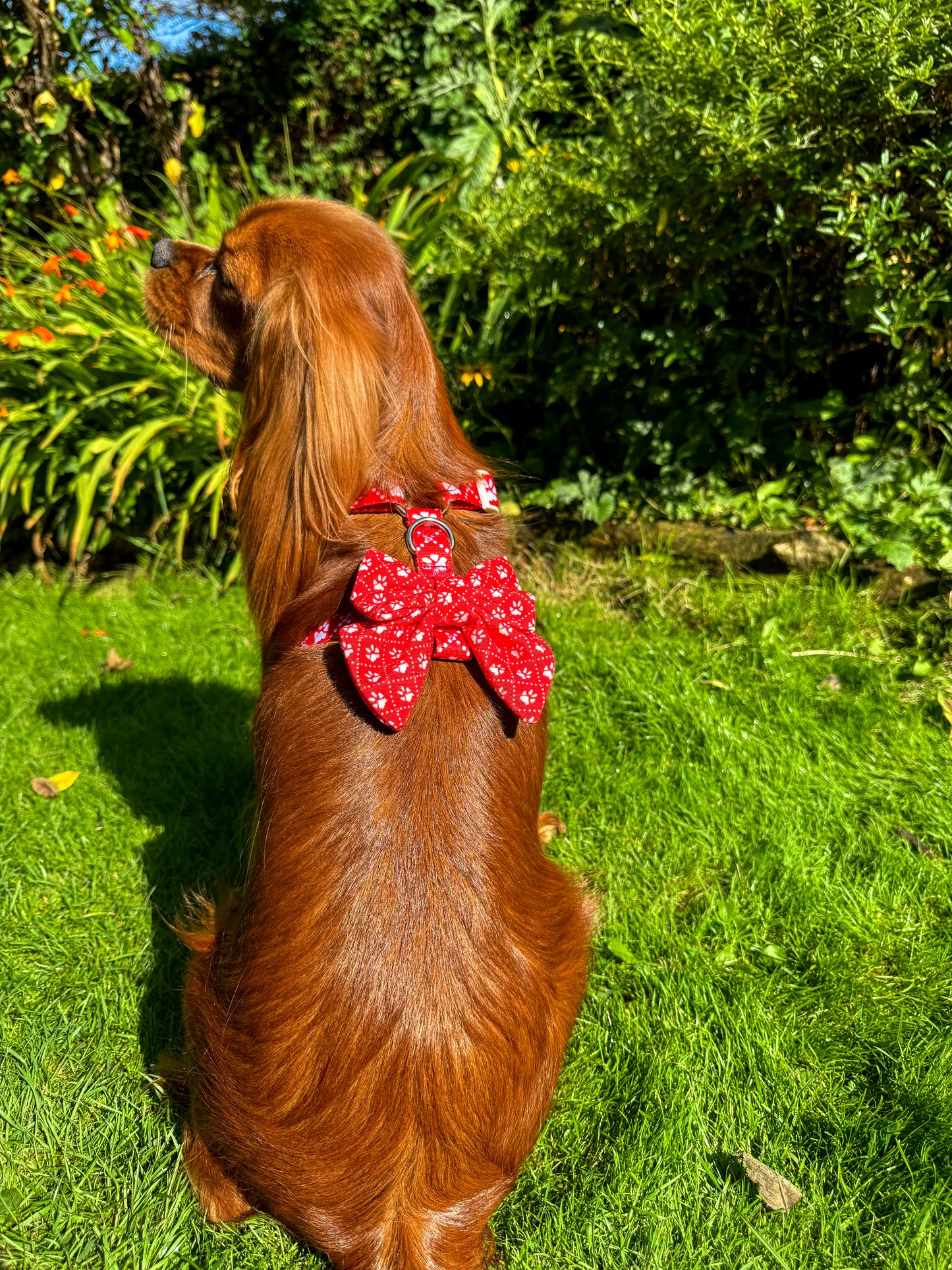 Poppy’s Tapping Paws - Dog Bow