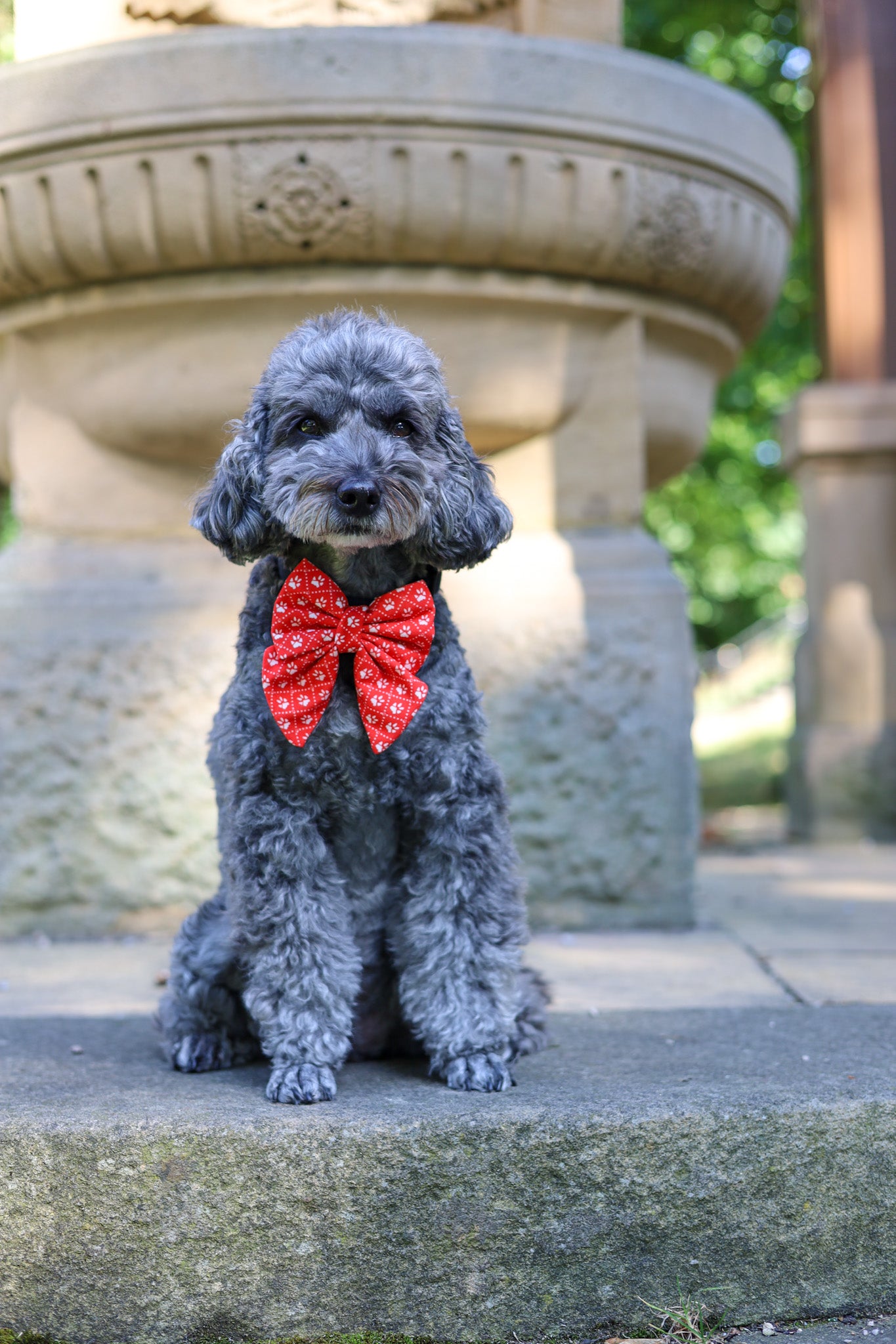 Poppy’s Tapping Paws - Dog Bow