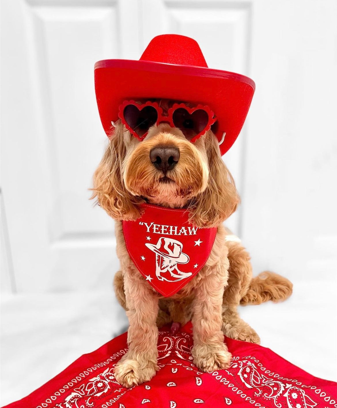 Custom Dog Bandanas