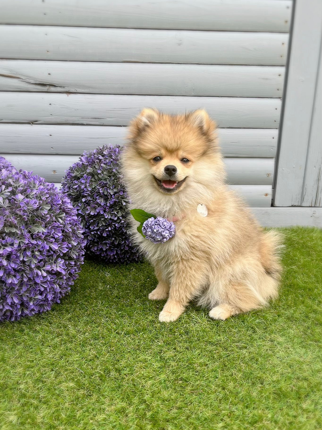 Hydrangea Flower Bow - Purple