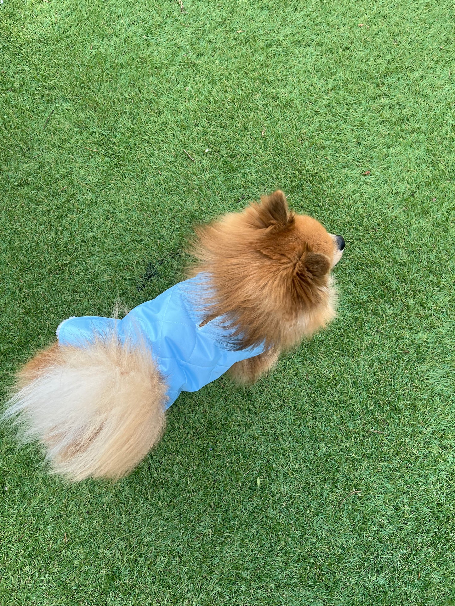 Sky Blue Quilted Dog Coat