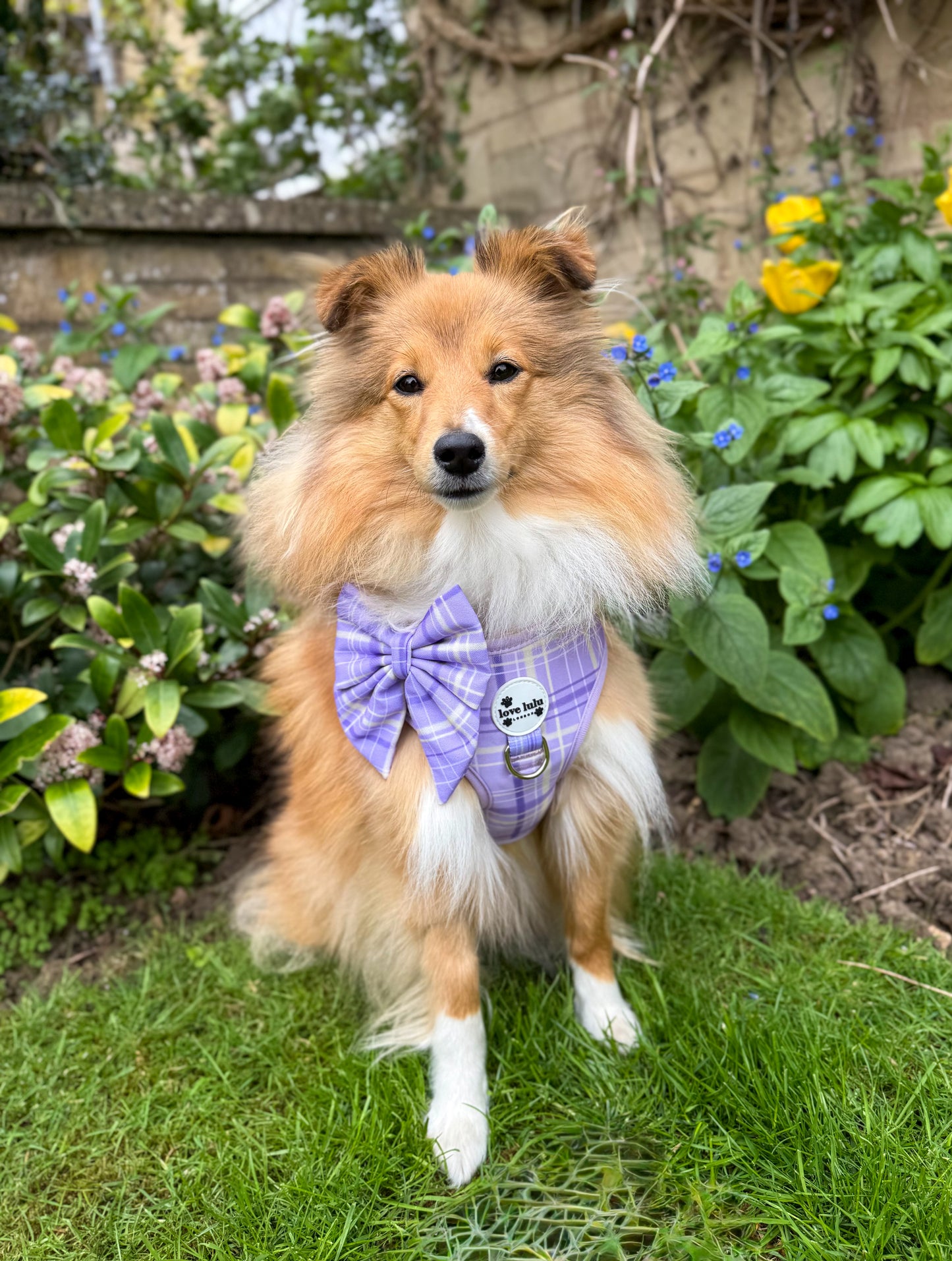 Lavender Sorbet - Adjustable Harness