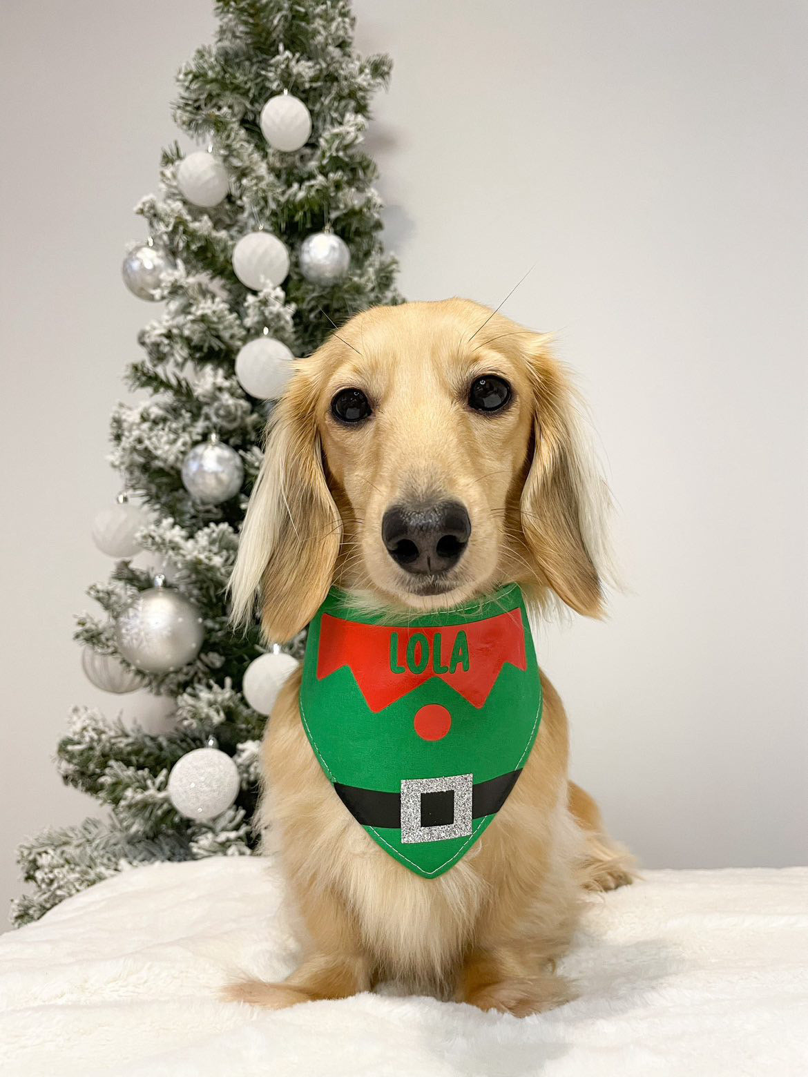 Custom Dog Bandanas