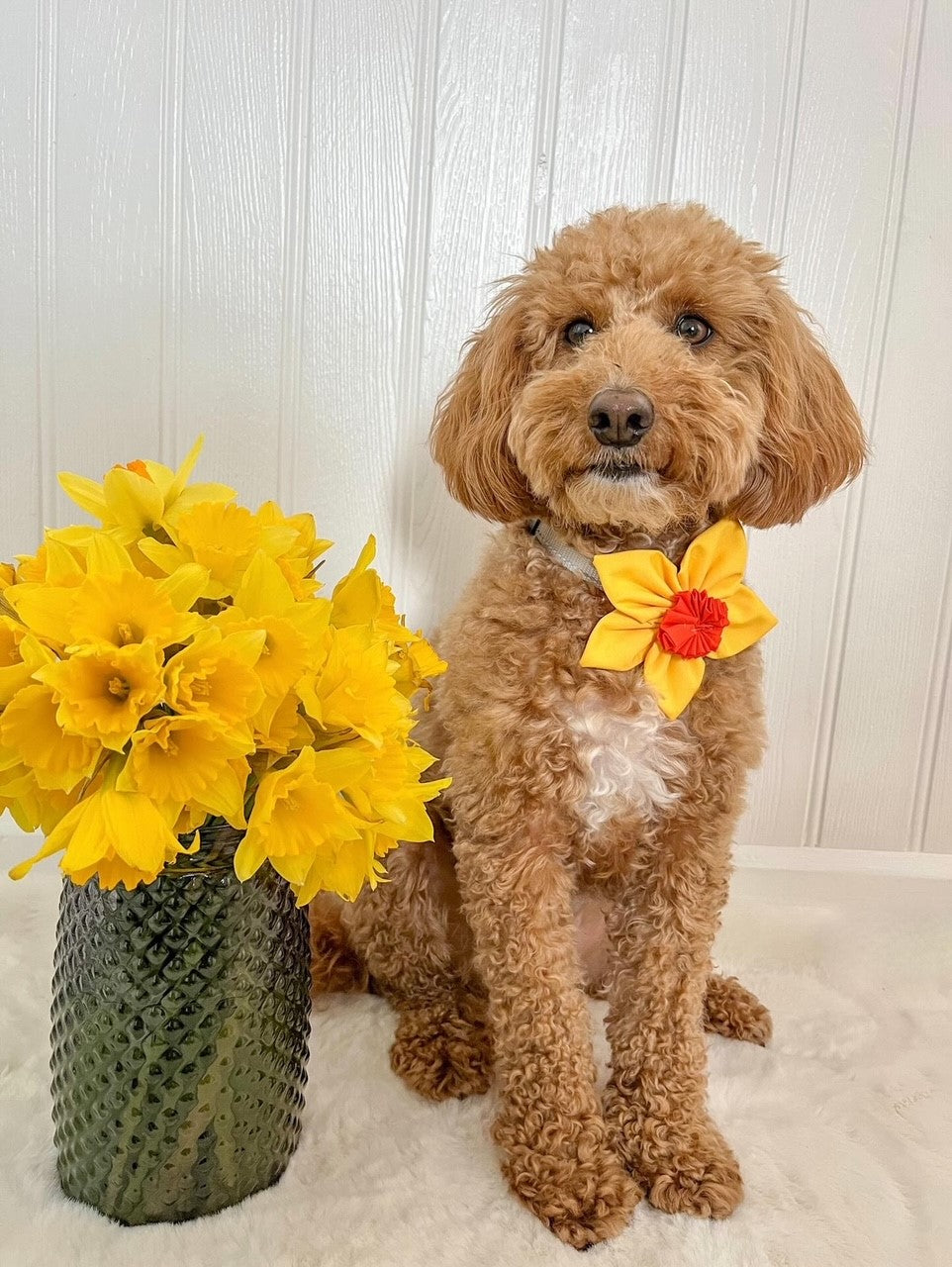 Daffodil Flower Bow