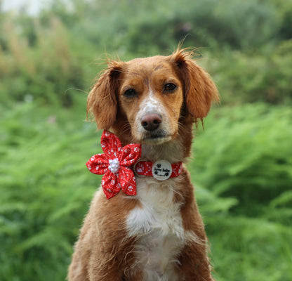 Poppy’s Tapping Paws - Dog Flower Bow