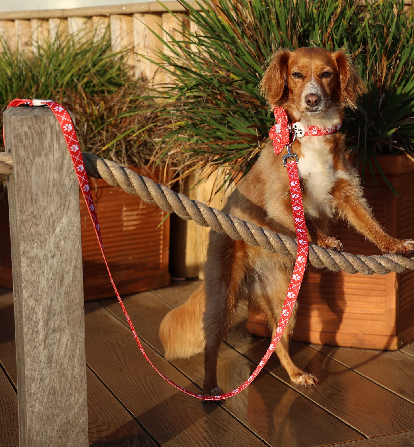 Poppy’s Tapping Paws - Dog Lead