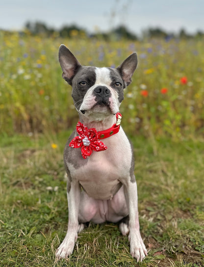 Poppy’s Tapping Paws - Dog Flower Bow