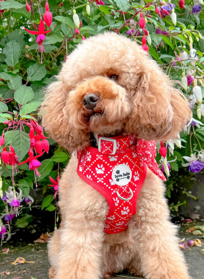 Poppy’s Tapping Paws - Adjustable Dog Collars