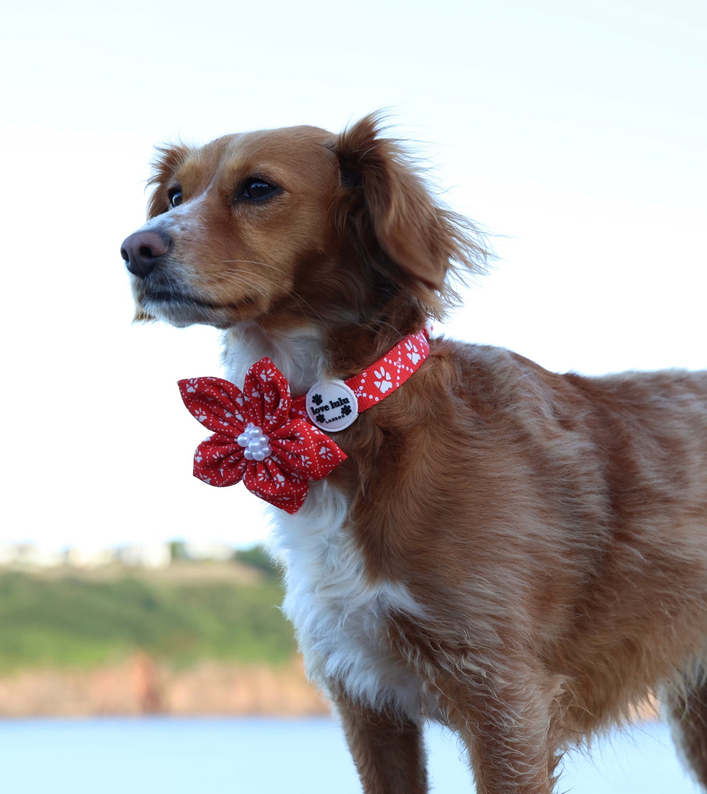 Poppy’s Tapping Paws - Adjustable Dog Collars