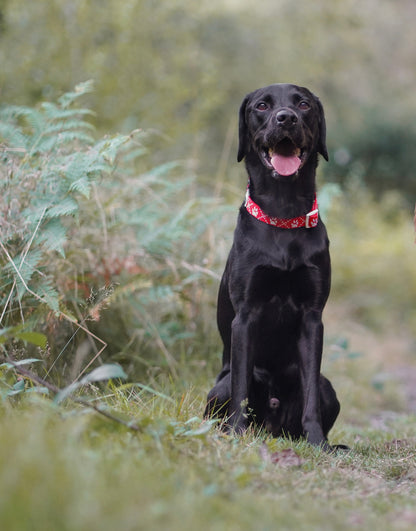 Poppy’s Tapping Paws - Adjustable Dog Collars