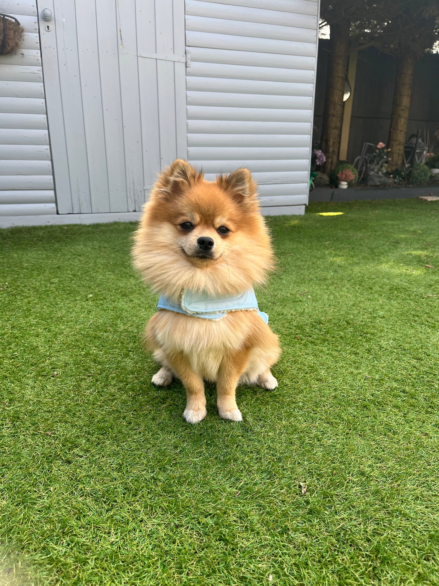 Design your own - Dog Coat