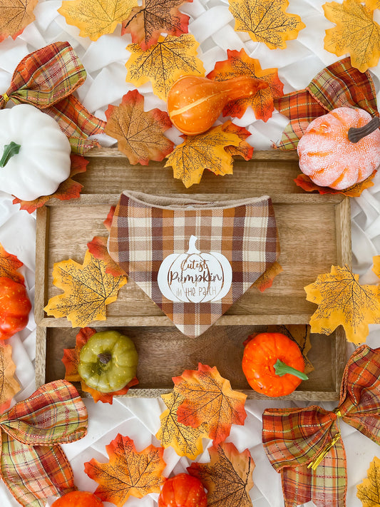 Autumn is Calling - Cutest Pumpkin 2 in 1 Bandana